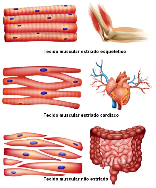 Fisiologia do sistema muscular