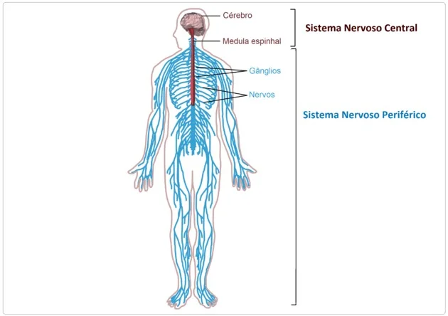 Sistema nervoso periférico