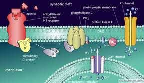 Receptores acoplados a membrana