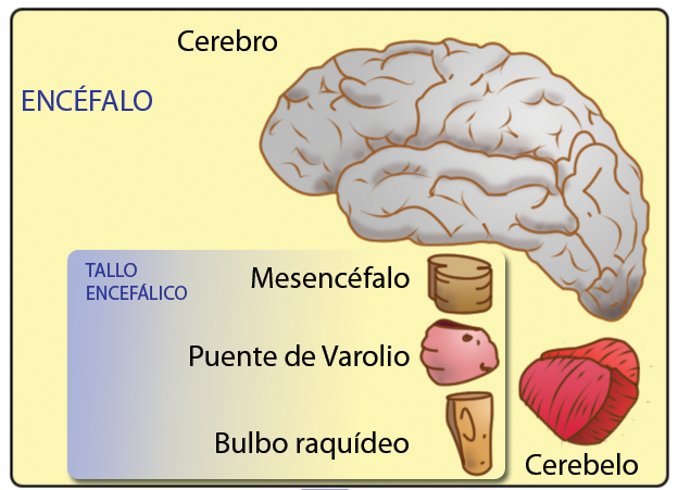 Constituição básica na neuroanatomia.