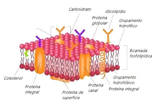 Estrutura da membrana plasmática, vital para a bioeletrogênese e a sua aplicabilidade na eletrofísica